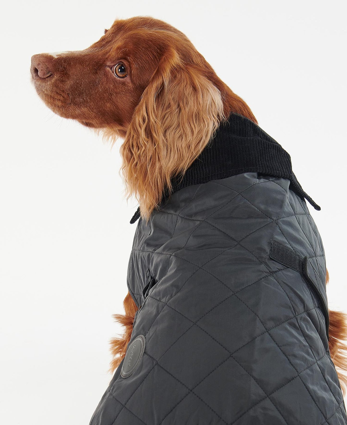 Quilted Dog Coat