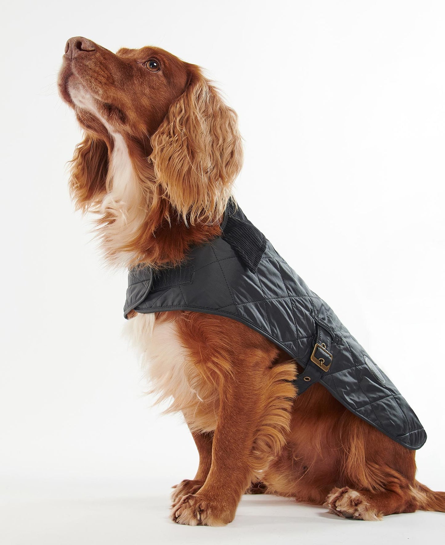 Quilted Dog Coat